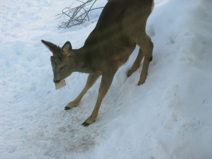 Rådjur 009