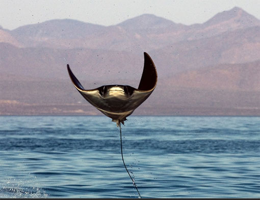 manta-ray-leaping-out